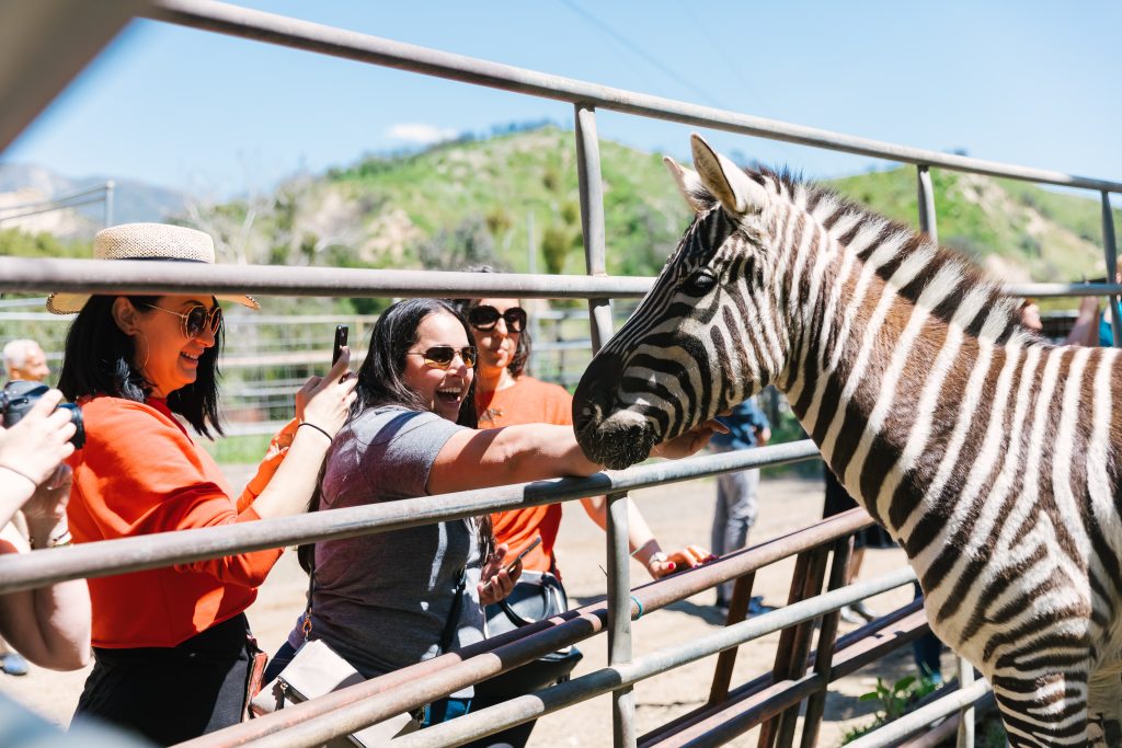 people petting zebra in pen
