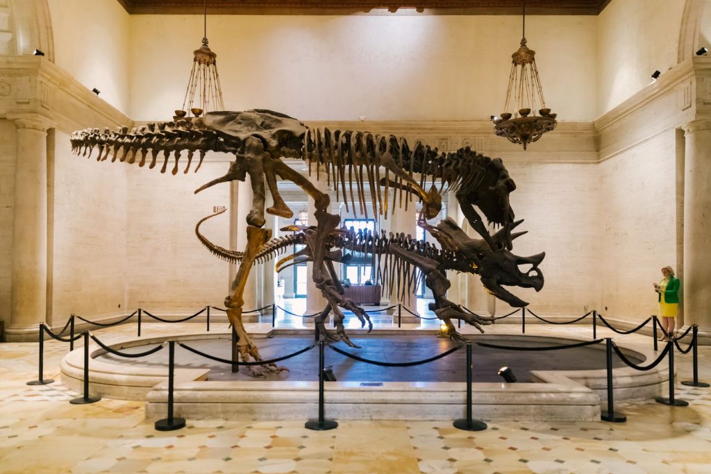 Natural History Museum Dueling Dinosaur
