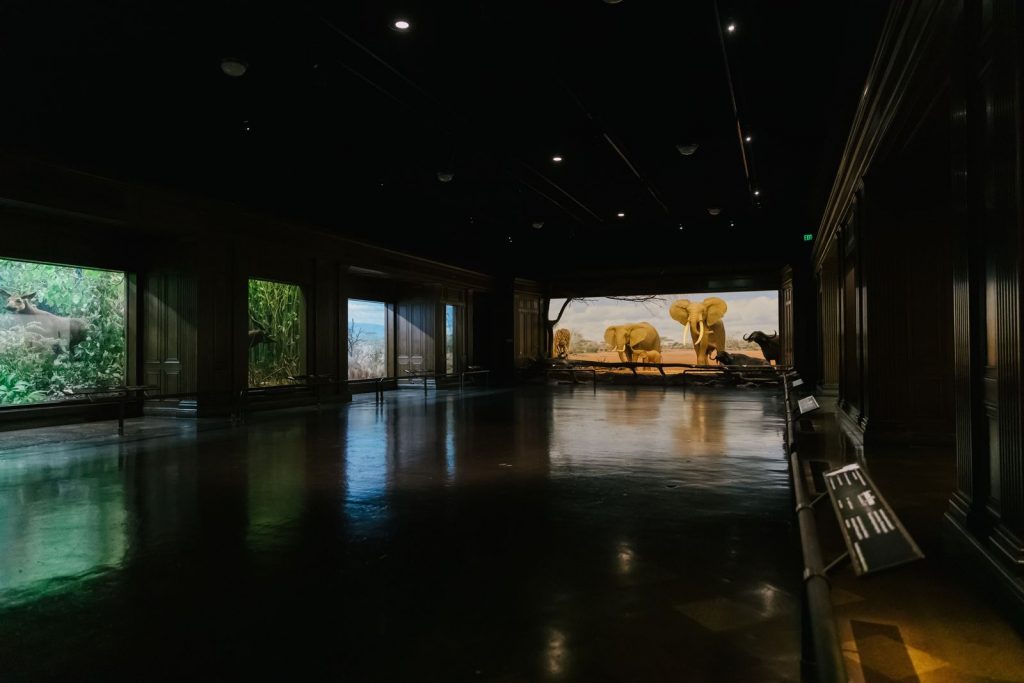 Natural History Museum Mammal Hall