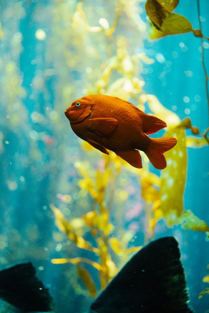 California Science Center Aquarium
